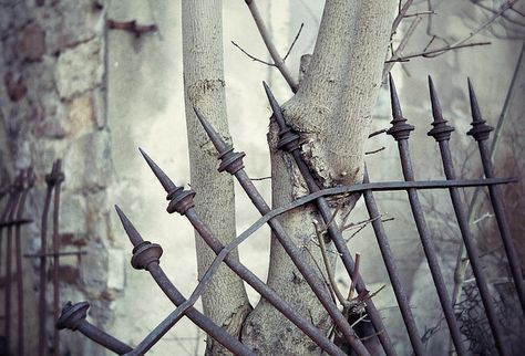 Symbiotic Fence (HFF) in Dresden. Photo by macsoapy via flickr. Fence Planters, Small Fence, Modern Fence Design, Living Fence, Brick Fence, Horizontal Fence, Lattice Fence, Steel Fence, Front Yard Fence