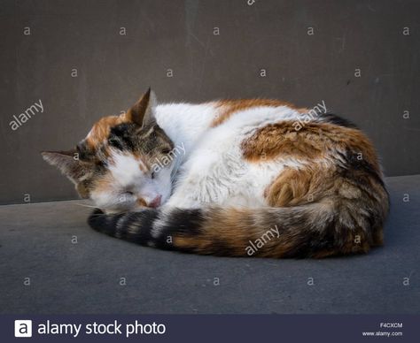 Cat curled up asleep on stone bench outdoors Stock Photo Cat Reference, Fancy Art, Image Cat, Stone Bench, Animal Study, Cat Pose, Orange Tabby Cats, Cat Books, Orange Tabby