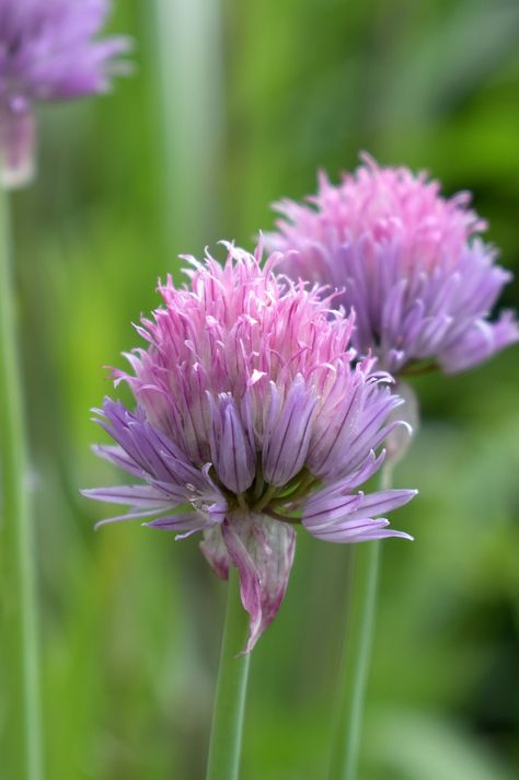 Chives Blossom Bloom, #Chives, #Bloom, #Blossom Chive Blossom, Flower Guide, Bloom Blossom, Flower Art Painting, Free Pictures, Free Photo, Free Photos, Free Images, Flower Art