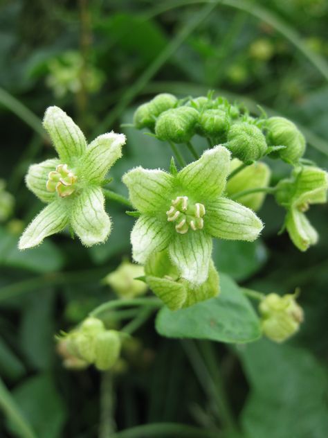 White Bryony Bryony Flower Tattoo, Bryony Flower, Irish Wildflowers, British Wildflowers, Poison Garden, Exhibition Ideas, Plants Uk, Poisonous Plants, White Garden