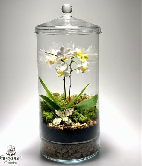 Plant Glass Terrarium, Orchid In Terrarium, Orchid Terrarium Diy, Orchid In Glass Vase, Closed Terrarium Plants, Succulents In Glass, Orchid Terrarium, Plant In Glass, Orchid Plant Care