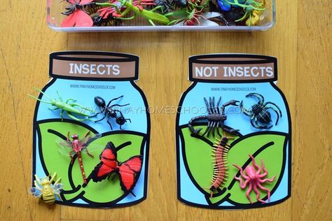 Insects VS Non-Insects Activity for Kids Insects Vs Arachnids, Learning About Insects, Spider Lessons, Insect Unit Study, Insects For Kids, School Year Themes, Ladybug Life Cycle, Insect Life Cycle, Bug Activities