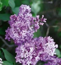 - Knecht's Nurseries & Landscaping Flower Crab, Lilac Varieties, Lilac Plant, Syringa Vulgaris, Hgtv Garden, Lilac Tree, Lilac Bushes, Floral Perfume, Landscape Plants