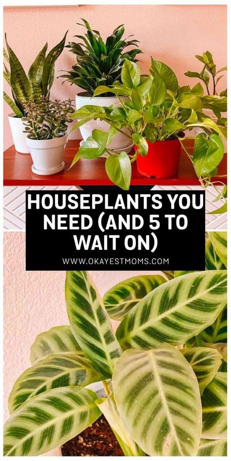 Are you looking to become a plant lady? The Okayest Moms share their five favorite houseplants for beginners, as well as 5 beginners should avoid. These indoor houseplants will liven up your… Plant Lady Aesthetic, House Plants For Beginners, Houseplant Aesthetic, Houseplants For Beginners, Plant Mom Aesthetic, Best Houseplants, Witch's Garden, Fiddle Leaf Tree, Indoor Plant Hangers