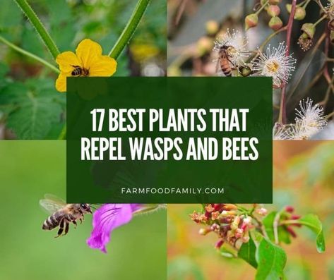 Bee Repellent Plants, Plants That Repel Wasps And Hornets, Plants That Repel Spiders, Bee Spray, Bee Repellent, Ground Bees, Wasp Repellent, Insect Repellent Plants, Planter Arrangements