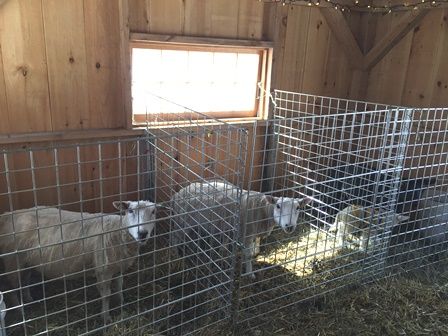 I love the sheep panels from Premier with the spiral hinges for my lambing pens. Lambing Pens, Preschool Scrapbook, Goat Feeder, Livestock Fence, Starting A Farm, Paddock Paradise, Farming Life, Goat Kidding, Kids Bottle