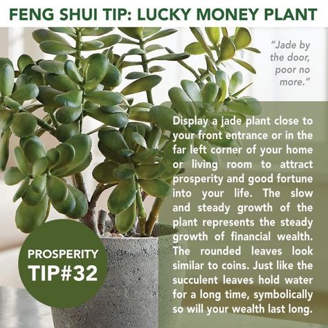 Feng Shui Basics, Feng Shui Plants, Feng Shui Guide, How To Feng Shui Your Home, Vastu House, Peaceful Space, Jyotish Astrology, Astrology Remedy, Attracting Wealth