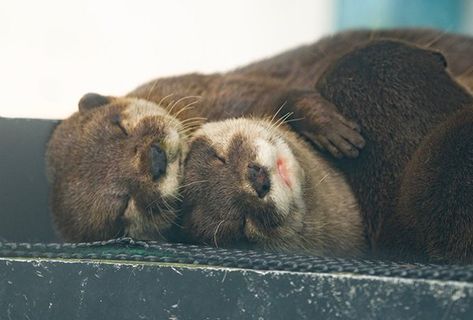 Otters Hugging, Otters Cute, Otter Love, Baby Otters, Door Decs, Apartment Tour, Aquatic Animals, Sea Otter, Cute Wild Animals