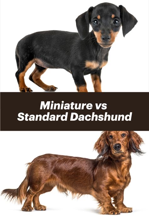 Miniature vs Standard Dachshund Standard Dachshund, Dog Fun, Hiking Dogs, Floppy Ears, What Is The Difference Between, Popular Dog, Two Dogs, In Pairs, Short Legs