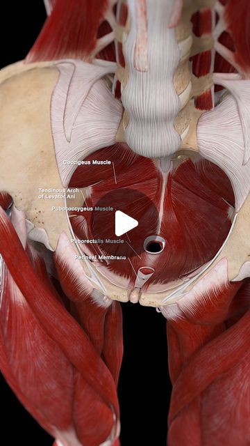 Female Pelvis Anatomy, Female Muscle Anatomy, Human Reproductive System, Pelvic Anatomy, Pelvic Diaphragm, Female Reproductive System Anatomy, Pelvis Anatomy, Levator Ani, Human Body Unit