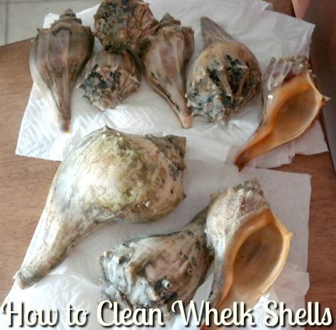 How to Clean and Preserve Conch Shells - The Classy Chics Conch Shell Display Ideas, Cleaning Shells From The Beach, How To Clean Shells From The Beach, Conch Shells Decoration Ideas, How To Clean Shells, How To Clean Sea Shells From The Beach, Conch Shell Crafts, How To Clean Seashells, Cleaning Shells