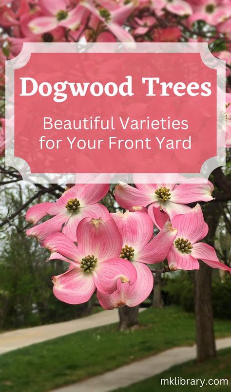 If you’re looking for a wonderful, ornamental tree for your front yard, I recommend a dogwood tree. There are many beautiful and versatile species of dogwood that are interesting to look at all year long, and some even produce edible fruit. Here’s a list of some great dogwoods to incorporate into your landscape or backyard. Pink Kousa Dogwood Tree, Small Dogwood Tree, Stellar Pink Dogwood Tree, Pink Dogwood Tree Landscapes, Pink Flowering Dogwood Tree, Red Dogwood Tree, Dogwood Trees In Landscaping, Dog Wood Tree, Dogwood Tree Landscaping