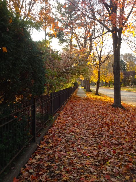 Late Fall, Champaign, Illinois 2012 Fall In Illinois, Illinois Aesthetic Country, Urbana Champaign Illinois, Illinois Aesthetic, Illinois Landscape, Midwest Core, 4b Movement, Seasonal Aesthetic, Fall Landscapes