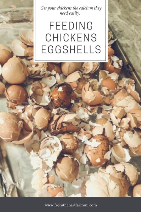 Bake Egg Shells For Chickens, How To Cook Egg Shells For Chickens, Baked Egg Shells For Chickens, Baking Eggshells For Chickens, Eggshells For Chickens, Feeding Eggshells To Chickens, How To Bake Egg Shells For Chickens, Cooking Egg Shells For Chickens, Baking Egg Shells In The Oven