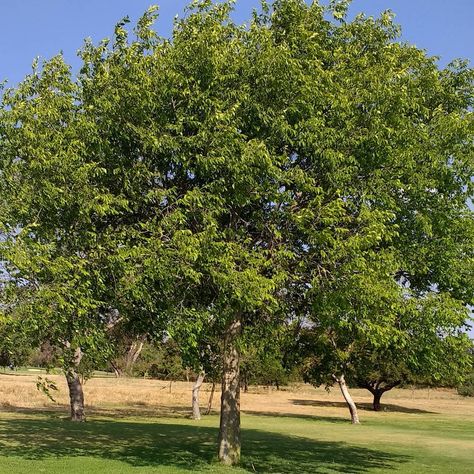 Indigenous South African trees on Instagram: “White stinkwood Celtis africana Johannesburg, 2017 #treestagram #treessouthafrica #trees #indigenous #nature #joburg #jozi #southafrica…” Indigenous Trees South Africa, South African Trees, African Trees, African Tree, Instagram White, Johannesburg, South African, South Africa, Lily