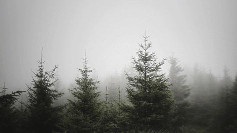 blowing mist, swaying trees gif Weekend Gif, Aesthetic Gifs, Banner Gif, Mountain Man, Aesthetic Gif, Nature Wallpaper, Mother Nature, Animated Gif, This Weekend