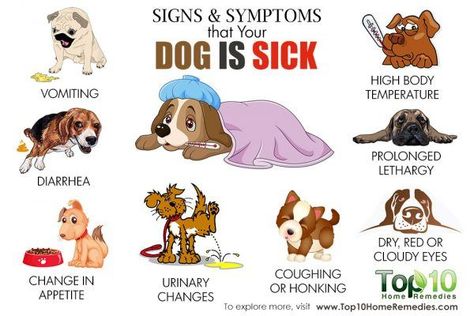 signs and symptoms that your dog is sick Sick Dog Symptoms, Sick Dog Remedies, Winnie Dog, Dog Throwing Up, Meds For Dogs, Sick Puppies, Dog Cold, Dog Medicine, Dog Remedies