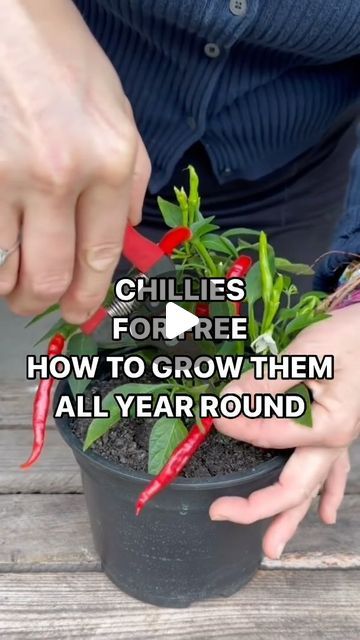 Anya Lautenbach on Instagram: "Follow @anya_thegarden_fairy 📣MORE IN MY NEW BOOK! Link in bio  PROPAGATING CHILLI PLANTS 🌶️🌶️🌶️ When most people are sowing their chilli seeds, my own propagated plants are supplying me with chillies all year round.  Chilli plants are unusually treated as annuals and many people sow their seeds every year, but chilli plants are actually short lived perennials and I grow my  plants all year round.   MORE ABOUT CHILLIES🌶️  Chillies are tender plants that need heat and sun  Chillies are such attractive plants with their colourful, glossy fruits. They also take up little space and can be grown in pots. Your own propagated chillies can be a great gift, not only saving money, but also our environment.  I love chillies 🌶️ 🌶️🌶️  If you found this post useful Growing Green Chillies, Chilli Plants In Pots, Chilli Plant Care, Propagated Plants, Chilli Seeds, Chilli Plant, Green Chilies, Plant Care, Perennials