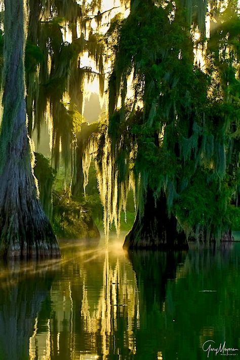 Marsh Aesthetic, Swamp Photography, Bayou Aesthetic Dark, New Orleans Bayou, Swamp Photos, Florida Swamp Aesthetic, Swamp Landscape Photography, Florida Swamp, Louisiana Bayou