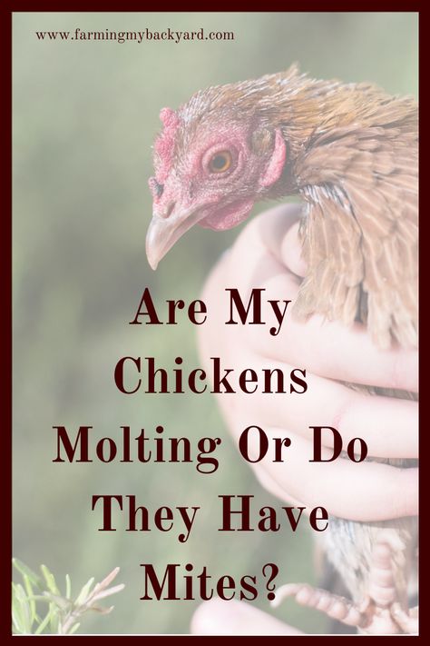 If you notice feathers all over your coop or bald spots on your bird, you may wonder are my chickens molting or have mites? Mites and molting are the two most common causes of feather loss in backyard flocks. Molting Chickens Hens, Chicken Mites Signs, Scaly Leg Mites In Chickens, Mites In Chickens, Chicken Kisses, Chickens Losing Feathers, Chicken Molting, Mites On Chickens, Raising Chickens Diy