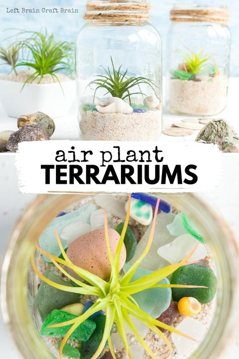 Air Plant Terrariums are fun projects for kids and adults. They're beautiful ways to decorate your home and learn about nature. They make great gifts too. 4h Plant Projects, Planting Projects For Kids, Horticulture Projects Student, Hosa Activities, Botany For Kids, Earth Day Crafts For Adults, Terrarium Diy Kids, Plant Crafts For Kids, Monster Academy