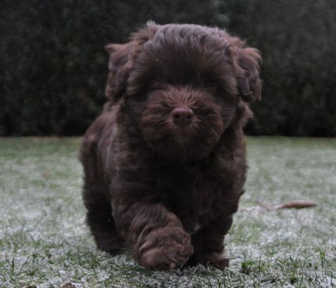 Chocolate Brown Havanese - Love! Havanese Puppies For Sale, Maltipoo Puppies For Sale, Maltese Poodle, Crate Cover, Maltipoo Puppy, Havanese Puppies, Havanese Dogs, Amazon Basics, Small Puppies