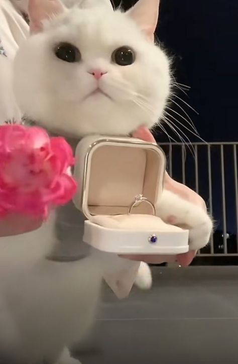 Will u say yes or no? Me Obsessed With You Yes Yes I Am, Will U Marry Me, Cat Boarding, Yes Or No, Cat Quotes, Say Yes, Marry Me, Cute Cat, Cute Cats