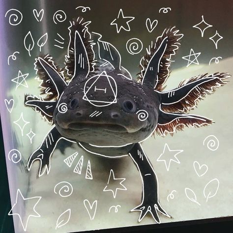 Axolotl Pfp, Heart Type, Maybe In Another Life, In Another Life, Summer Aesthetic, Profile Picture, Funny Animals, Fun Facts, Hello Kitty