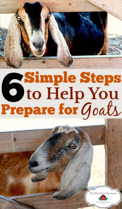 Backyard Goats, Zebu Cow, Types Of Cows, Goat Breeds, Goat Health, Homestead Animals, Feeding Goats, Raising Farm Animals, Goat Care