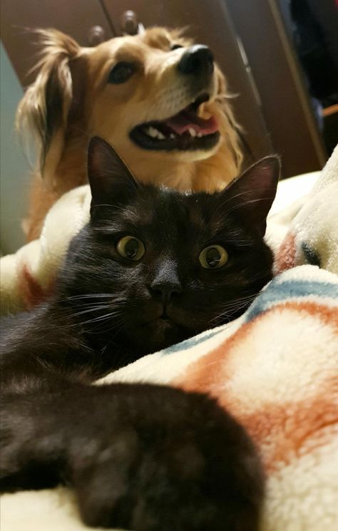 "She's behind me isn't she?"http://bit.ly/2Rd0JMN Golden Retriever Boyfriend Black Cat Girlfriend, Black Cat And Golden Retriever, Golden Retriever Girl, Book Tropes, Cat Couple, Kittens And Puppies, Marauders Era, Female Friends, Cat Girl