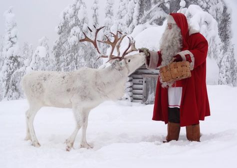 Santa Claus feeding reindeer at the top Ritavaara in Pello in Lapland Lappland Finland, Reindeer Pictures, Finnish Christmas, Reindeer Dog, Sleigh Rides, My Granny, Christmas Scenery, Santa Claus Reindeer, God Jul