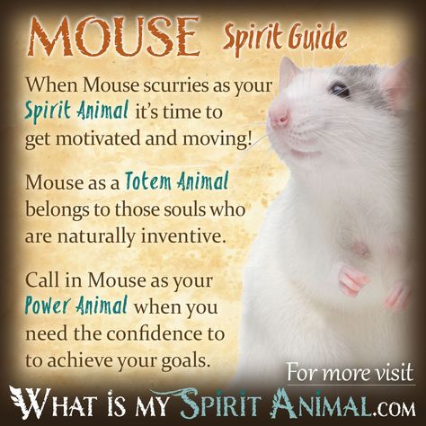 In-depth Mouse Symbolism & Rat Meanings! Rat as a Spirit, Totem, & Power Animal. Plus, Mouse in Celtic & Native American Symbols & Rat Dreams! Rat Spirit Animal Meaning, Rat Symbolism, Animal Symbolism And Meanings, Birth Totem, Animal Totem Spirit Guides, Animal Symbols, Native American Animals, Symbolism Meaning, Spirit Animal Meaning