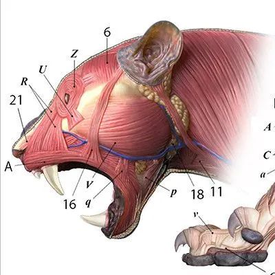 tiger anatomy - Brave Search Tiger Anatomy, Feline Anatomy, Cats Facts, Anatomy Chart, Cat Anatomy, Animal Anatomy, Animal Study, Prehistoric Animals, Cat Facts