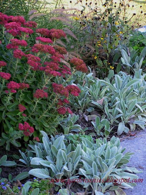 Sedum Garden, Garden Border Plants, Stachys Byzantina, Sedum Plant, Dry Garden, Border Plants, Garden Borders, Plants And Flowers, Garden Care