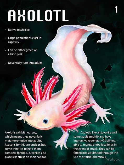 Axolotl Care, Axolotl Tank, Axolotl Cute, Beautiful Sea Creatures, Reptiles And Amphibians, Imagine Dragons, Sealife, Animals Of The World, An Animal