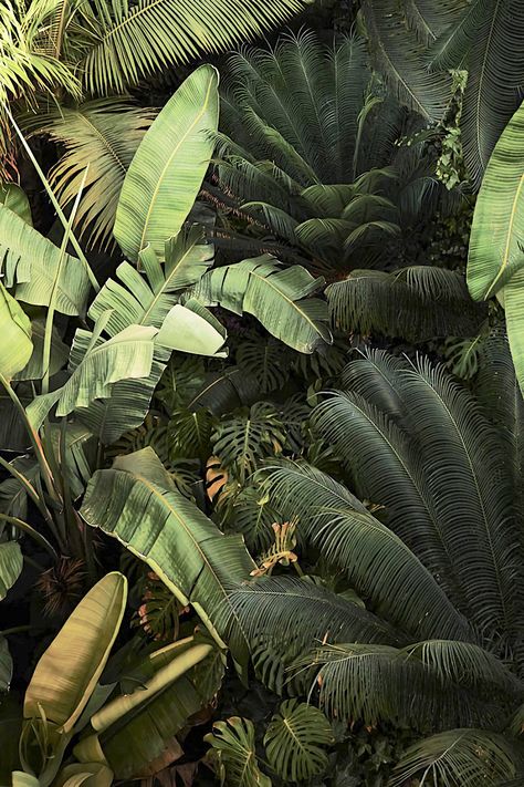 Moody Tropical Aesthetic, Jungle Core Aesthetic, Jungle Vibes Aesthetic, Dark Jungle Aesthetic, Palm Trees Photography, Cyprus Tree, Exotic Aesthetic, Indian Jungle, Bali Jungle