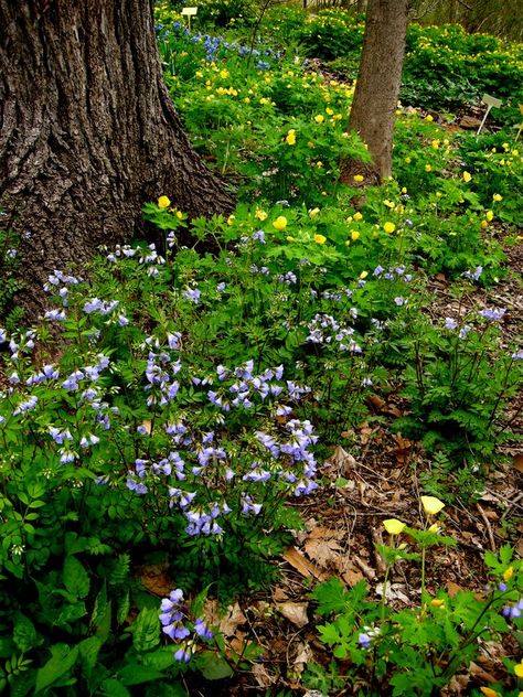 Tips for Designing a Natural Woodland Garden | Hunker Dry Shade Plants, Virginia Bluebells, Shade Garden Design, Woodland Plants, Shade Garden Plants, Shade Gardens, Meteor Garden 2018, Have Inspiration, Forest Garden