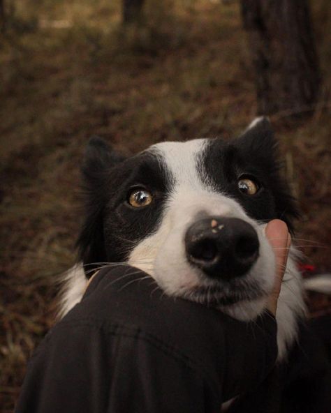 Border Collie Aesthetic, Cottagecore Animals, Puppy Mom, Dog Adventure, Dog Rules, Super Cute Animals, Border Collies, Black Labrador, Dog Boarding