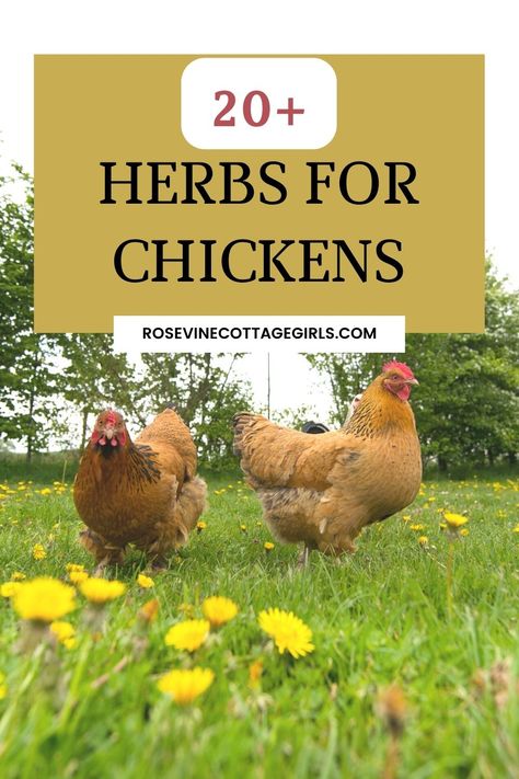 Herbs For Chickens To Eat, Chicken Scraps List, Herbs For Chickens, Chicken Keeping, Chicken Farming, Chicken Health, Chicken Eating, Laying Hens, Healthy Herbs