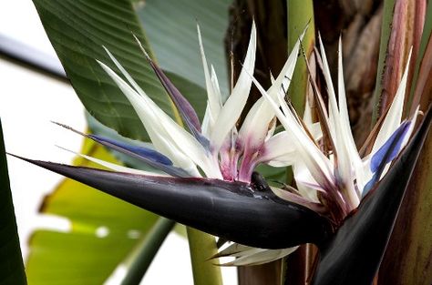 A flower off of a White Bird of Paradise! Tropicalflowers-and-plants.com Bird Of Paradise Tattoo, White Bird Of Paradise, Birds Of Paradise Plant, Bird Of Paradise Flower, Glass Bird Feeders, Paradise Tattoo, Bird Of Paradise Plant, Paradise Flowers, Birds Of Paradise Flower