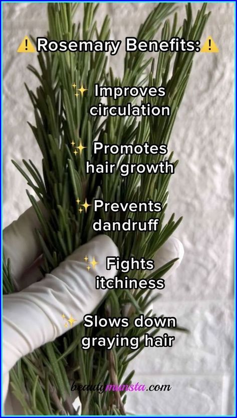 Bonus: Avoid using too many hair products that contain synthetic fragrances. #haircare #hair #hairfall Rosemary Hair Rinse, Rosemary Benefits, Rosemary For Hair Growth, Herbal Diy, Benefits Of Rosemary, Rosemary For Hair, Rosemary Hair Growth, Rosemary Hair, Rosemary Oil For Hair