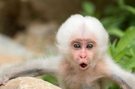 The peculiar act was caught on camera at the Japanese Jigokudani Monkey Park; a 'spa' specifically constructed for wild animals living in the mountains of the Nagano Prefecture Albino Monkey, Japanese Snow, Jigokudani Monkey Park, Nagano Prefecture, White Monkey, Snow Monkeys, Japanese Macaque, Types Of Monkeys, Pictures Background