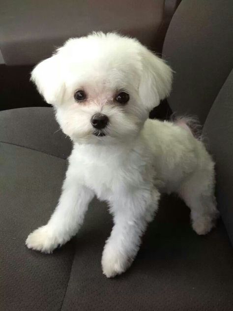 Puppy Hairstyles, Maltese Puppy Cut, Shitzu Dogs Haircuts, Maltese Haircuts, Maltese Dogs Haircuts, Maltese Haircut, Puppy Care Tips, Lover Anime, Shitzu Dogs