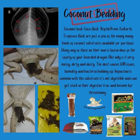 Bearded Dragon Information, Dragon Chart, Dragon Information, Bearded Dragon Substrate, Leopard Gecko Care, Exotic Pet, Dragon Stuff, Leopard Geckos, Dragon Names