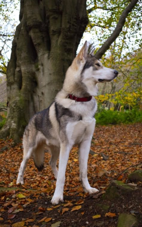 Inuit Dog Tamaskan Dog, Northern Inuit Dog, Northern Inuit, Smooth Collie, Wolf Husky, Cute Wolf, Dogs Photos, All Breeds Of Dogs, Sled Dog