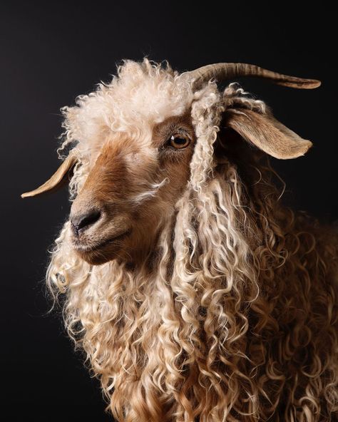 Aliza Eliazarov on Instagram: “This portrait of Chamomile, an Angora goat, is one of my very favorites in my new book On the Farm: Heritage & Heralded Animal Breeds in…” Regard Animal, Angora Goat, Sheep Art, Angora Goats, Animal Study, A Sheep, On The Farm, Funny Animal Pictures, Animal Photo