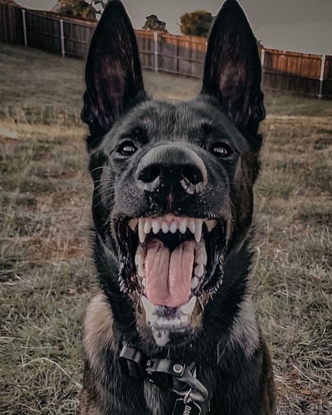 Belgian Malinois Belgian Malinois Aesthetic, Canine Aesthetic, Black Belgian Malinois, Scary Dog, Protection Dogs, Belgian Malinois Dog, Malinois Dog, Scary Dogs, Belgian Shepherd