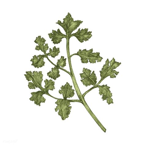 Illustration of fresh parsley vector | premium image by rawpixel.com Parsley Illustration, Recipe Design, Cafe Exterior, Free Illustration Images, Hand Images, Illustration Food, Colour Chart, Poster Pictures, Bullet Journal Inspo