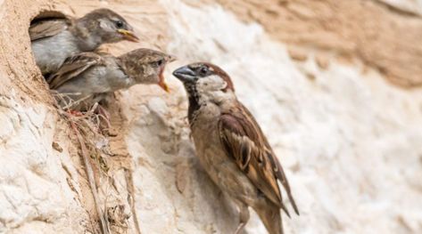 Bags On Amazon, Cracked Corn, House Sparrow, Bird Food, Sparrows, Bird Watching, Bird Feeders, Beautiful Birds, Corn