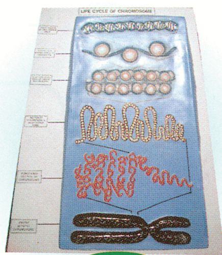 Chromosome Model on board | King Mariot Medical & Scientific Supplies Chromosome Model, Anatomy And Physiology, Medical Equipment, On Board, Anatomy, Medical, Quick Saves